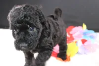 Felicity, a female Miniature Goldendoodle for sale in Greensboro, NC – 5 of 6