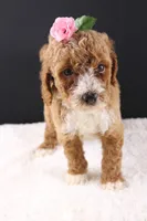 Daisy, a female Miniature Goldendoodle for sale in Greensboro, NC – 5 of 8
