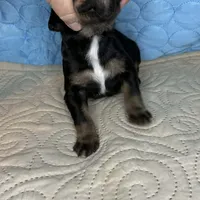 Charlie, a male Doberman Pinscher and Poodle - Standard  for sale in Greensboro, NC – Photo 9 of 10