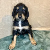 Charlie, a male Doberman Pinscher and Poodle - Standard  for sale in Greensboro, NC – Photo 4 of 10