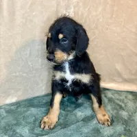 Charlie, a male Doberman Pinscher and Poodle - Standard  for sale in Greensboro, NC – Photo 2 of 10