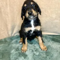 Charlie, a male Doberman Pinscher and Poodle - Standard  for sale in Greensboro, NC – Photo 1 of 10