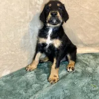 Charlie, a male Doberman Pinscher and Poodle - Standard  for sale in Greensboro, NC – Photo 6 of 10