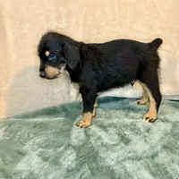 Charlie, a male Doberman Pinscher and Poodle - Standard  for sale in Greensboro, NC – Photo 3 of 10