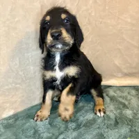 Charlie, a male Doberman Pinscher and Poodle - Standard  for sale in Greensboro, NC – Photo 5 of 10