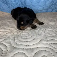 Charlie, a male Doberman Pinscher and Poodle - Standard  for sale in Greensboro, NC – Photo 10 of 10