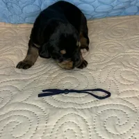 Charlie, a male Doberman Pinscher and Poodle - Standard  for sale in Greensboro, NC – Photo 8 of 10