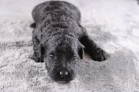 Creed, a male Miniature Goldendoodle for sale in Greensboro, NC – 3 of 7