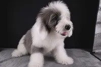 Boots, a male Miniature Aussiedoodle for sale in Greensboro, NC – 2 of 7