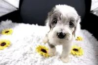 Boots, a male Miniature Aussiedoodle for sale in Greensboro, NC – 7 of 10
