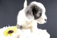 Boots, a male Miniature Aussiedoodle for sale in Greensboro, NC – 4 of 10