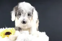 Boots, a male Miniature Aussiedoodle for sale in Greensboro, NC – 6 of 10