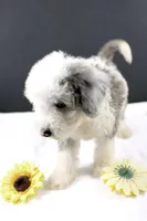 Boots, a male Miniature Aussiedoodle for sale in Greensboro, NC – 3 of 10