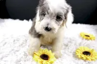 Boots, a male Miniature Aussiedoodle for sale in Greensboro, NC – 9 of 10