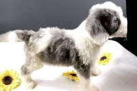 Boots, a male Miniature Aussiedoodle for sale in Greensboro, NC – 8 of 10
