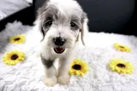 Boots, a male Miniature Aussiedoodle for sale in Greensboro, NC – 5 of 10