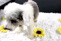 Boots, a male Miniature Aussiedoodle for sale in Greensboro, NC – 2 of 10