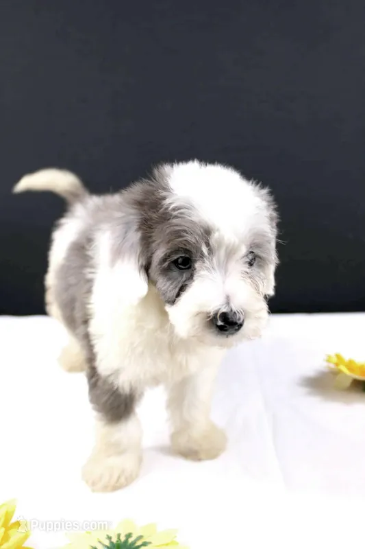 Boots – Miniature Aussiedoodle puppy for sale in Greensboro, NC