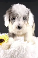 Boots, a male Miniature Aussiedoodle for sale in Greensboro, NC – 10 of 10