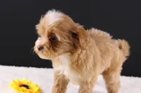 Theo, a male Shihpoo for sale in Greensboro, NC – 8 of 10