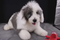 Boots, a male Miniature Aussiedoodle for sale in Greensboro, NC – 3 of 7