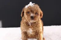 Poppy, a female Shihpoo for sale in Greensboro, NC – 5 of 8