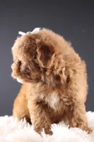 Poppy, a female Shihpoo for sale in Greensboro, NC – 7 of 8