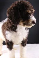 Loretta L, a female Poodle - Standard  for sale in Greensboro, NC – 6 of 9