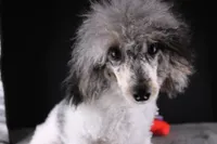 Jasper, a male Poodle - Toy  for sale in Greensboro, NC – 7 of 9