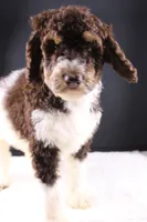 Loretta L, a female Poodle - Standard  for sale in Greensboro, NC – 7 of 9