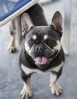 Mufasa - Fluffy Male, a male French Bulldog for sale in Queen Creek, AZ – 4 of 5