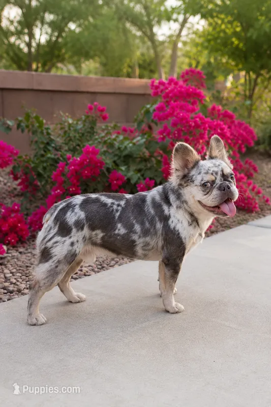 Mufasa - Fluffy Male – French Bulldog puppy for sale in Queen Creek, AZ