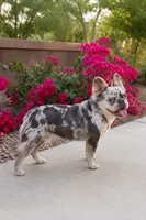 Mufasa - Fluffy Male, a male French Bulldog for sale in Queen Creek, AZ – 1 of 5