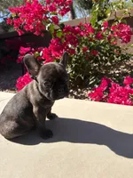 Little Panda Bear , a male French Bulldog for sale in Queen Creek, AZ – 3 of 8