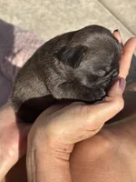 Little Panda Bear - Fluffy Gene, a male French Bulldog for sale in Queen Creek, AZ – Photo 2 of 5