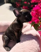 Little Lucky, a male French Bulldog for sale in Queen Creek, AZ – 3 of 3