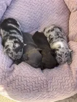 Little Panda Bear - Fluffy Gene, a male French Bulldog for sale in Queen Creek, AZ – Photo 4 of 5