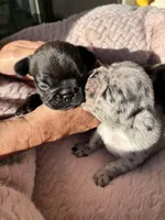 Little Panda Bear - Fluffy Gene, a male French Bulldog for sale in Queen Creek, AZ – Photo 3 of 5