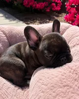 Little Lucky, a male French Bulldog for sale in Queen Creek, AZ – 2 of 3