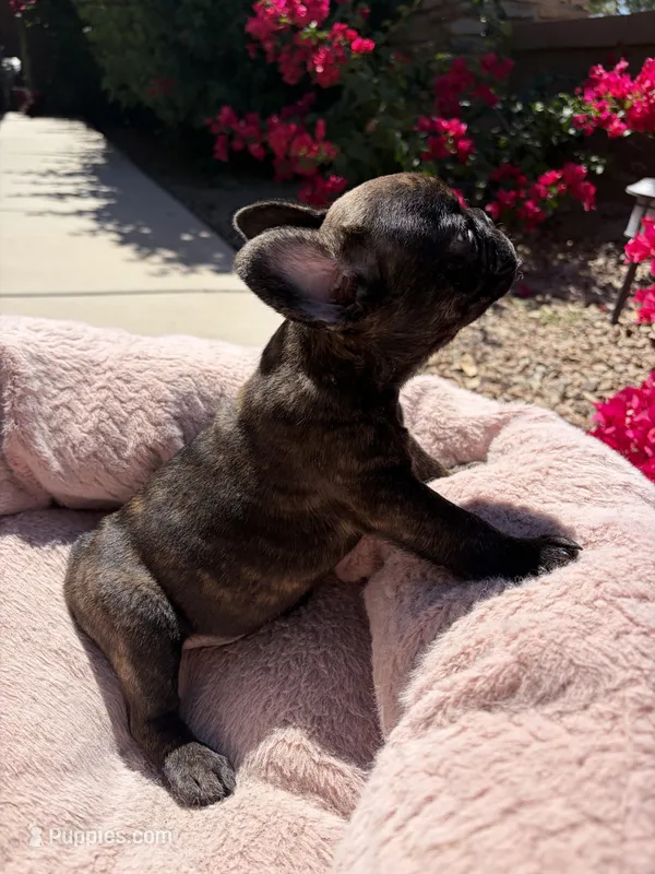 Little Panda Bear  – French Bulldog puppy for sale in Queen Creek, AZ