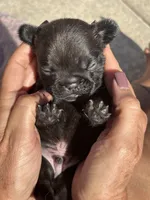 Little Panda Bear - Fluffy Gene, a male French Bulldog for sale in Queen Creek, AZ – Photo 1 of 5
