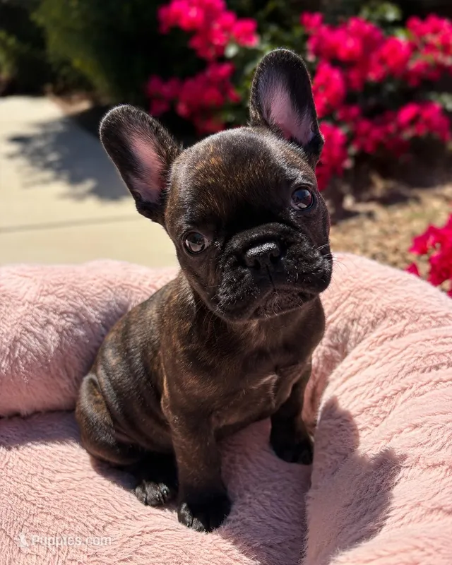 Little Panda Bear  – French Bulldog puppy for sale in Queen Creek, AZ