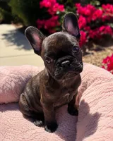 Little Lucky, a male French Bulldog for sale in Queen Creek, AZ – 1 of 3