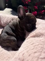 Little Panda Bear , a male French Bulldog for sale in Queen Creek, AZ – 2 of 8