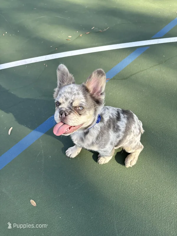 Mufasa - Fluffy Male – French Bulldog puppy for sale in Queen Creek, AZ