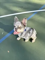 Mufasa - Fluffy Male, a male French Bulldog for sale in Queen Creek, AZ – Photo 1 of 2