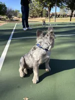 Mufasa - Fluffy Male, a male French Bulldog for sale in Queen Creek, AZ – Photo 2 of 2
