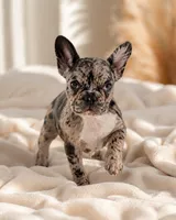 Gigi , a female French Bulldog for sale in Queen Creek, AZ – 2 of 4