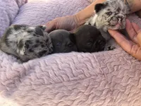 Little Lacey - Fluffy Gene, a male French Bulldog for sale in Queen Creek, AZ – Photo 6 of 6