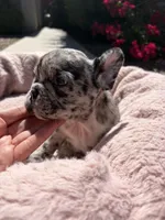 Little Nala Bear, a male French Bulldog for sale in Queen Creek, AZ – 2 of 10